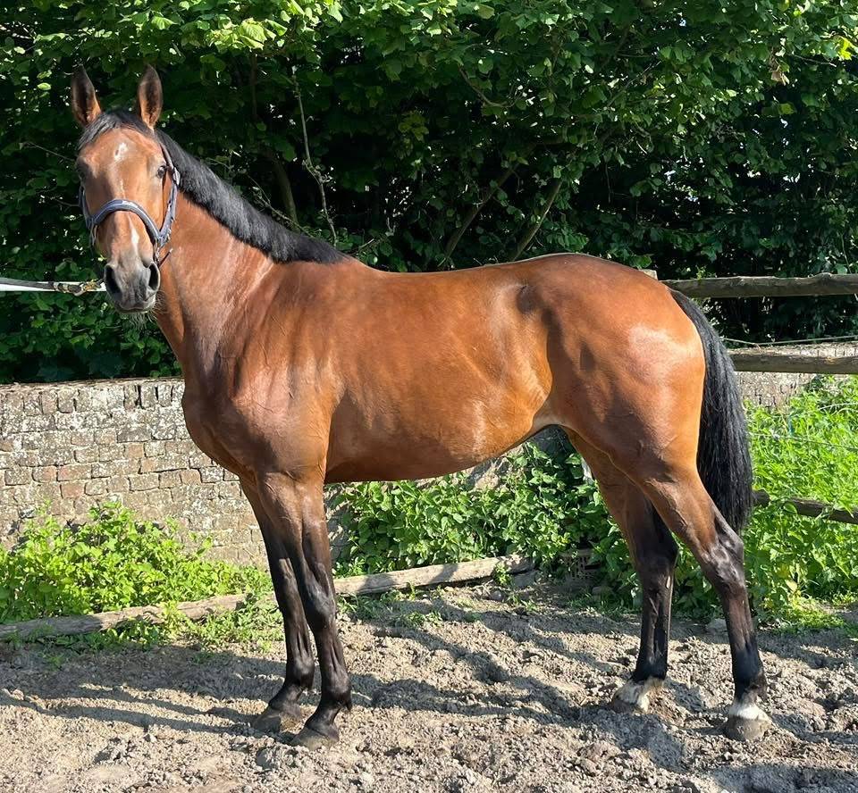Cavalla sBs Cavallo da Sport Belgio In vendita 2020 Baio
