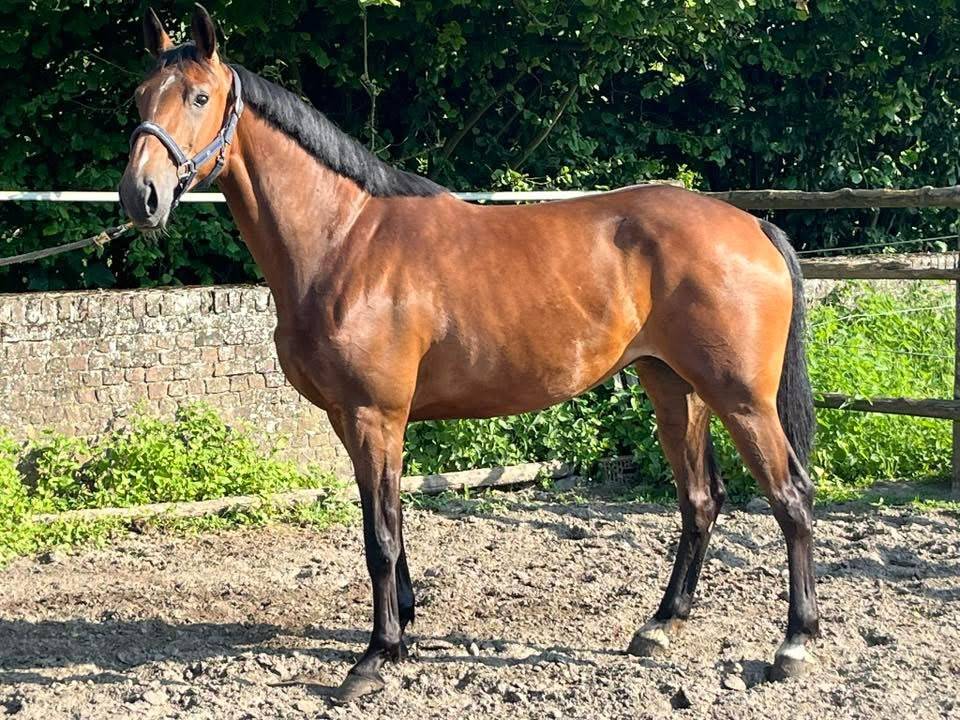 Cavalla sBs Cavallo da Sport Belgio In vendita 2020 Baio
