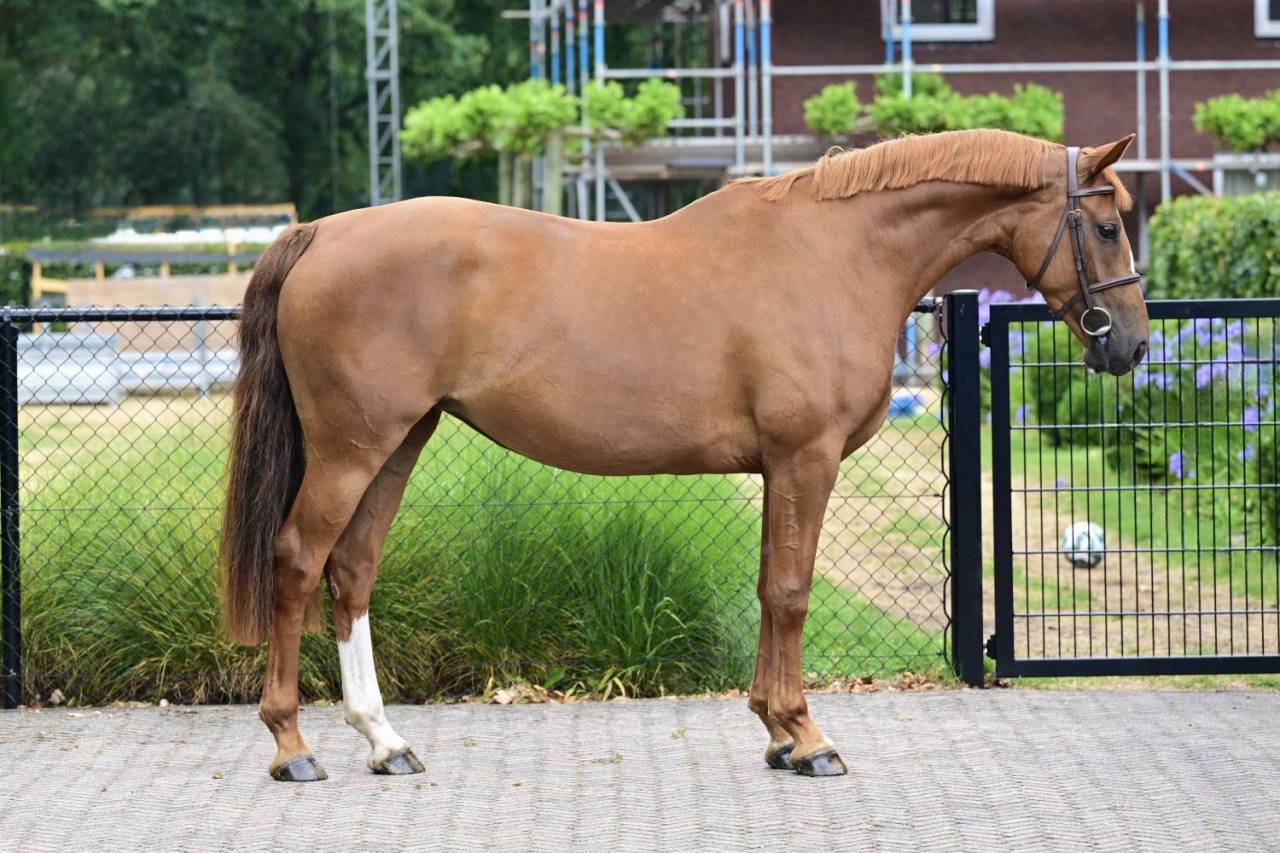 Cavalla KWPN Cavallo da Sport Neerlandese In vendita 2021 Sauro ,  TOBAGO Z