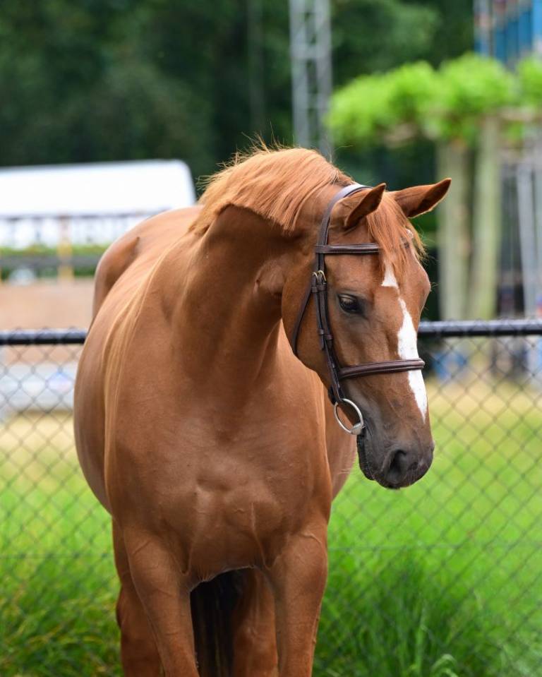 Cavalla KWPN Cavallo da Sport Neerlandese In vendita 2021 Sauro ,  TOBAGO Z