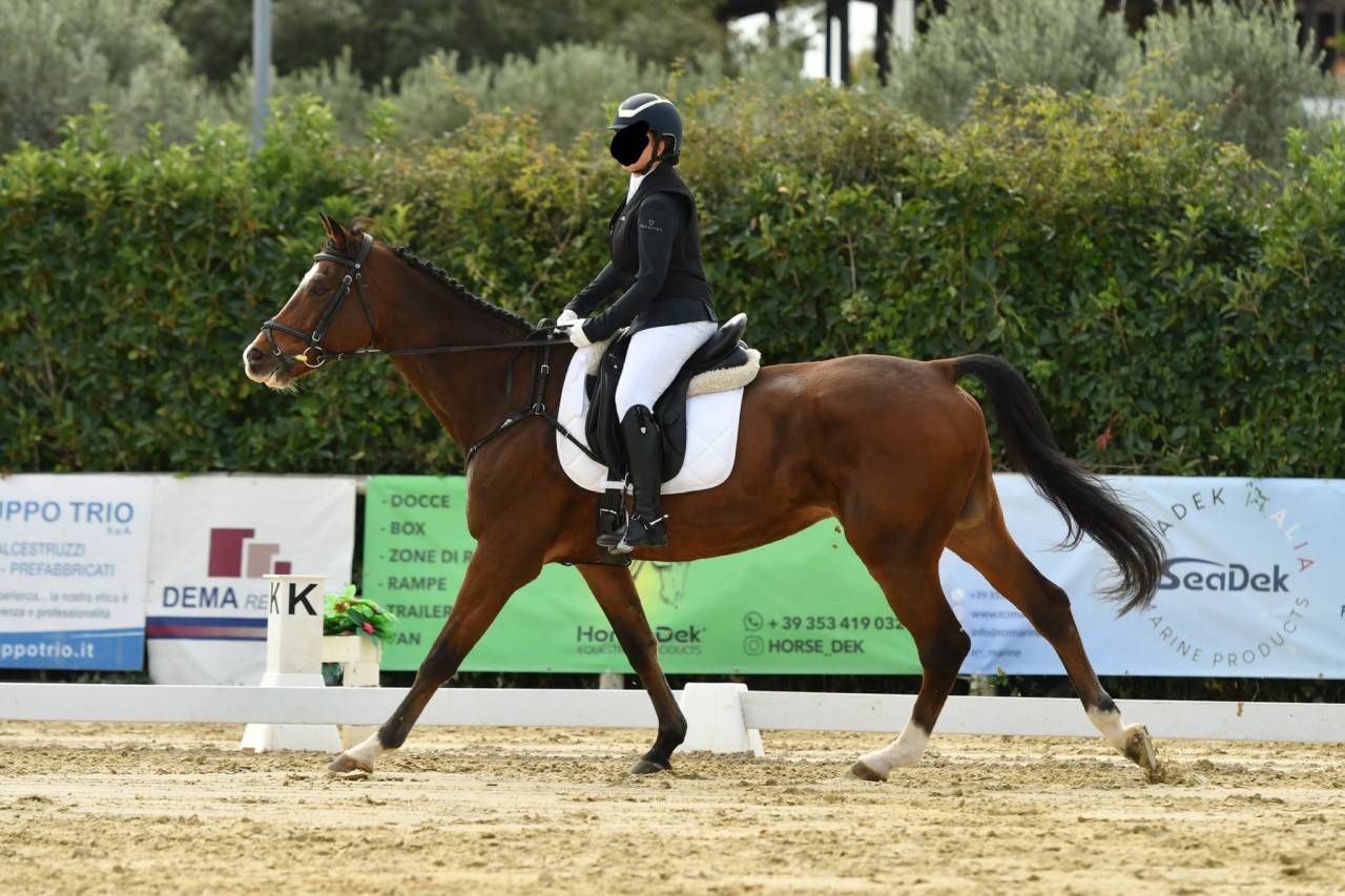 Vendo splendido Cavallo  