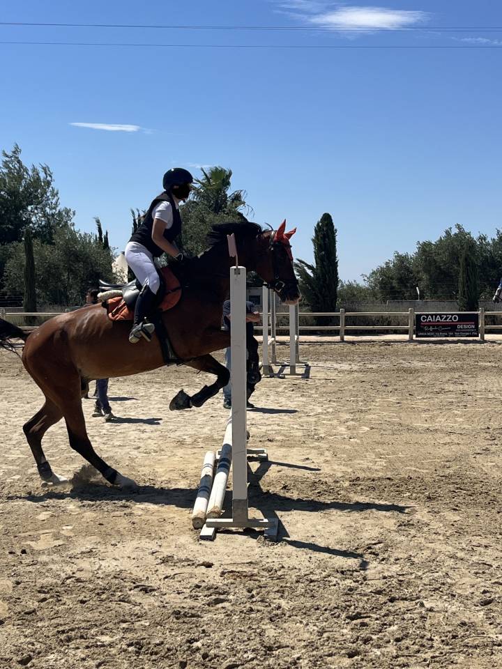 Vendo splendido Cavallo  