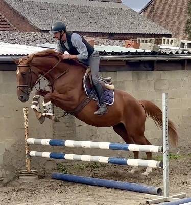 Cavalla KWPN Cavallo da Sport Neerlandese In vendita 2022 Sauro