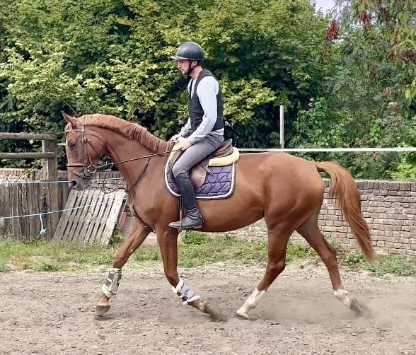 Cavalla KWPN Cavallo da Sport Neerlandese In vendita 2022 Sauro