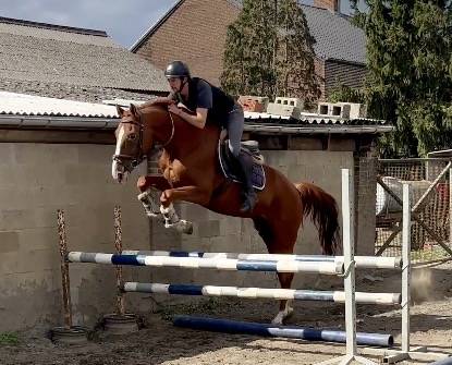 Castrone BWP Cavallo da Sangue Belgio In vendita 2019 Sauro
