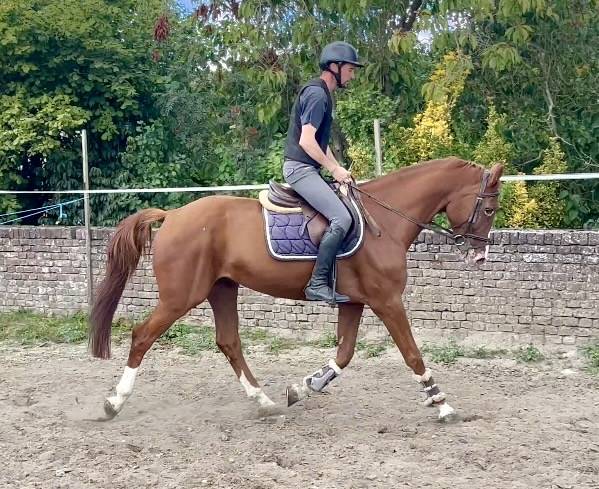 Castrone BWP Cavallo da Sangue Belgio In vendita 2019 Sauro