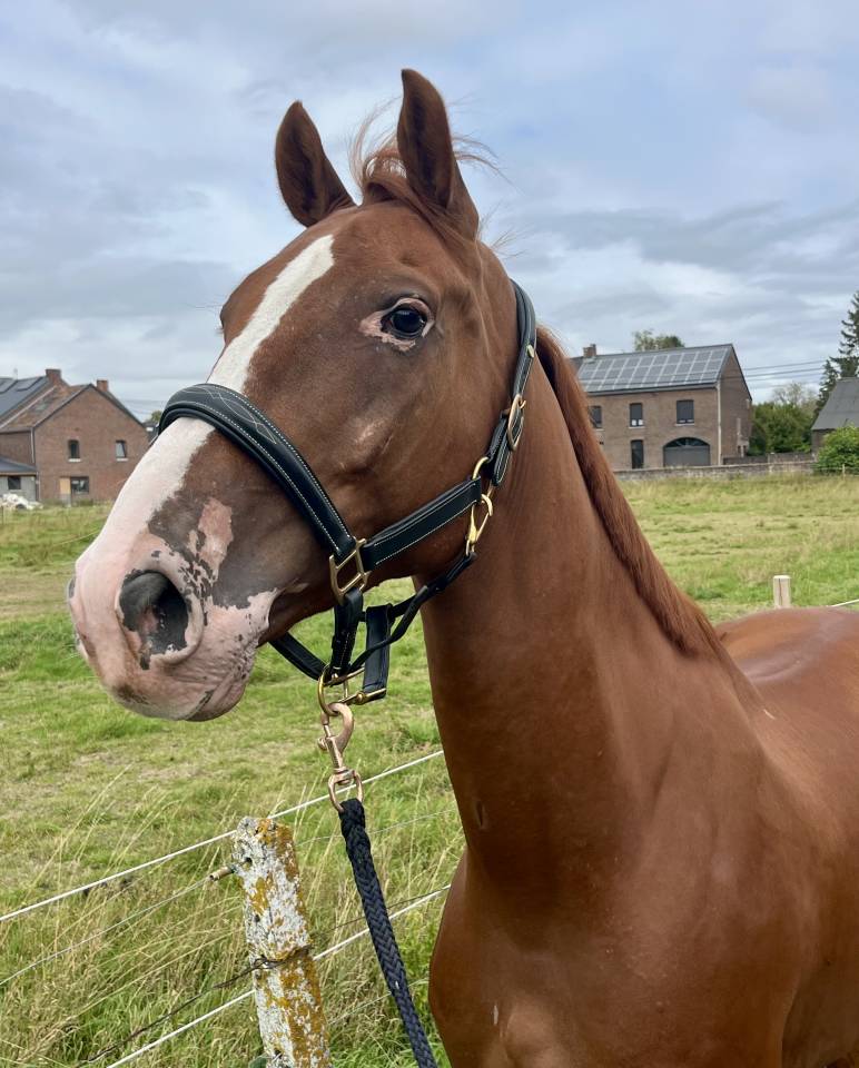 Castrone BWP Cavallo da Sangue Belgio In vendita 2019 Sauro