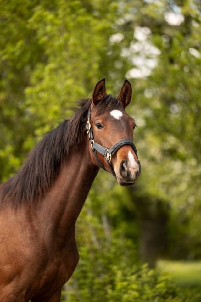 Cavalla sBs Cavallo da Sport Belgio In vendita 2025 Baio scuro