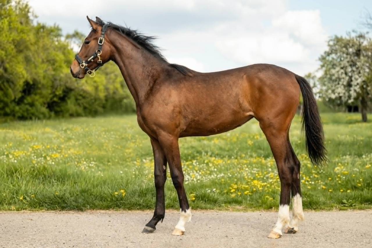 Cavalla sBs Cavallo da Sport Belgio In vendita 2025 Baio scuro