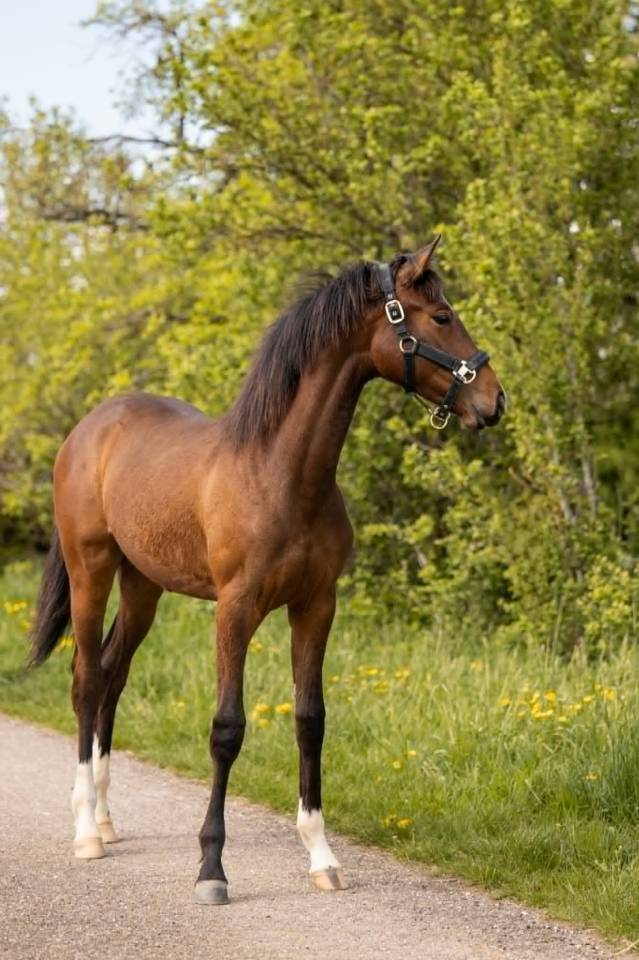 Cavalla sBs Cavallo da Sport Belgio In vendita 2025 Baio scuro