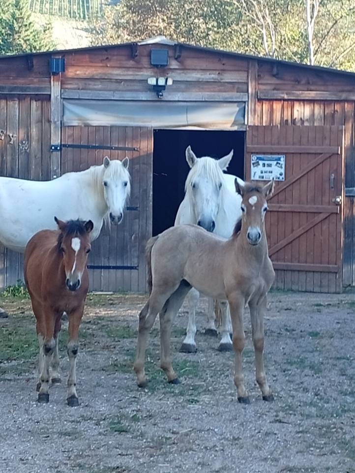 Stallone Camargue In vendita 2026 Grigio