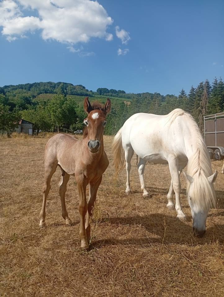 Stallone Camargue In vendita 2026 Grigio