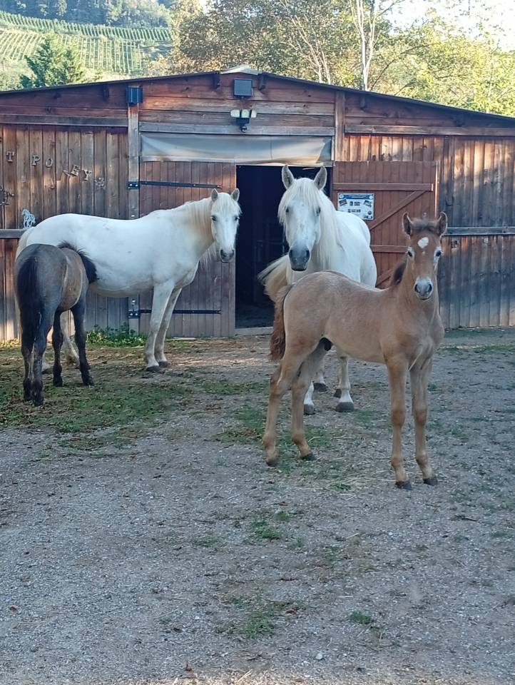Stallone Camargue In vendita 2026 Grigio