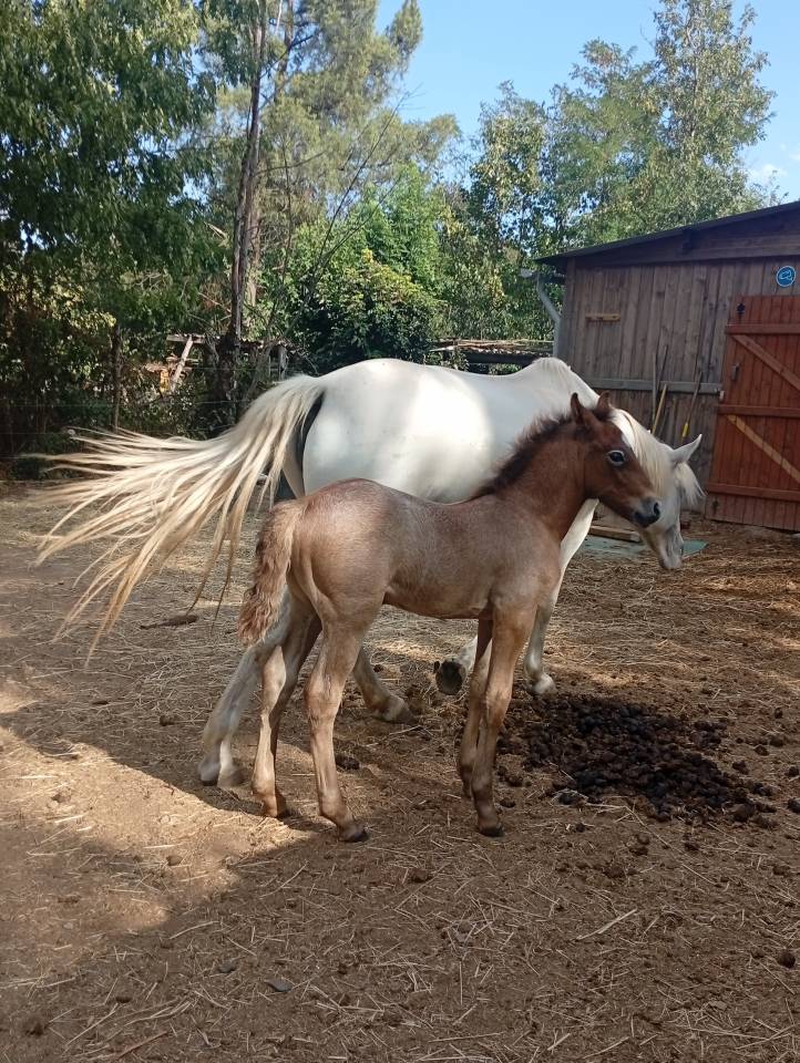 Stallone Camargue In vendita 2026 Grigio