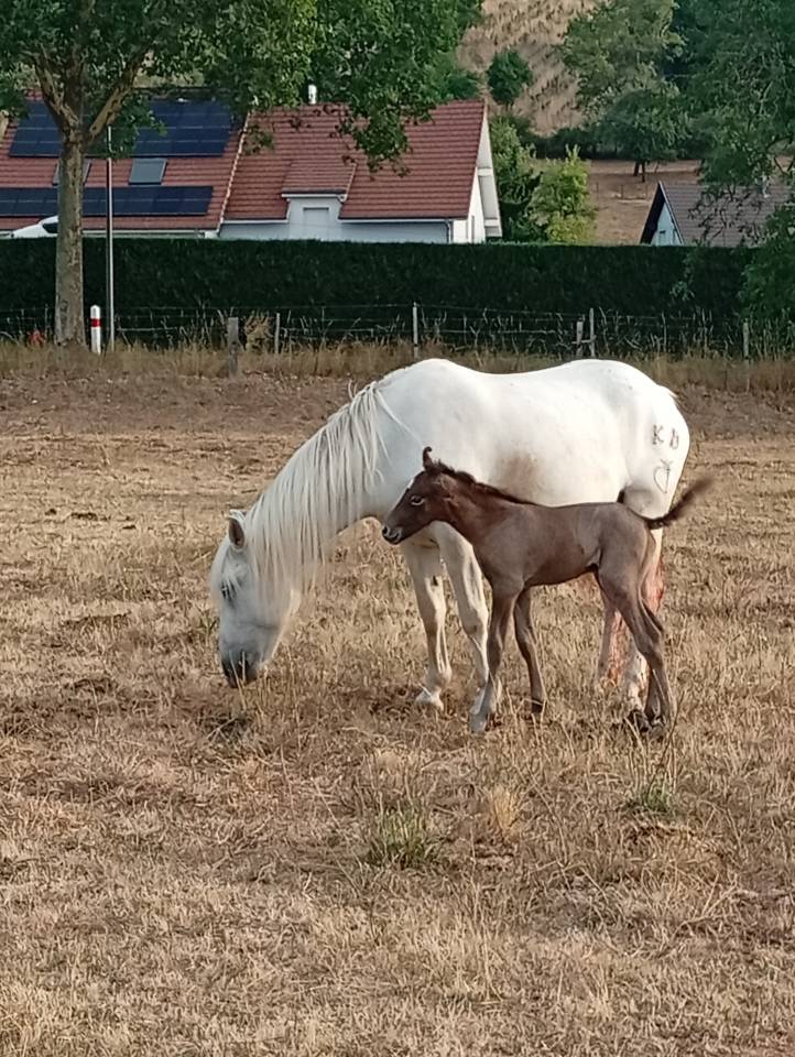 Stallone Camargue In vendita 2026 Grigio