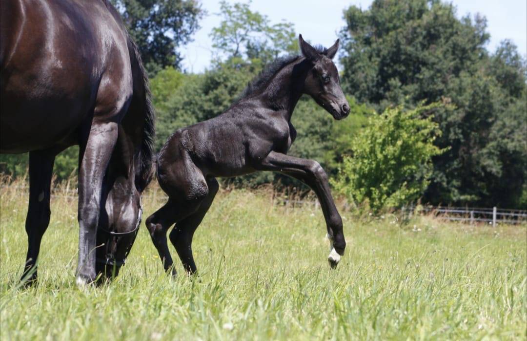 Puledra CDF - Cavallo da dressage francese In vendita 2026 Nero