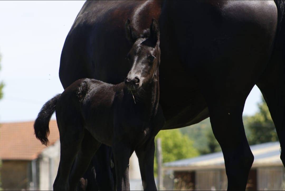 Puledra CDF - Cavallo da dressage francese In vendita 2026 Nero