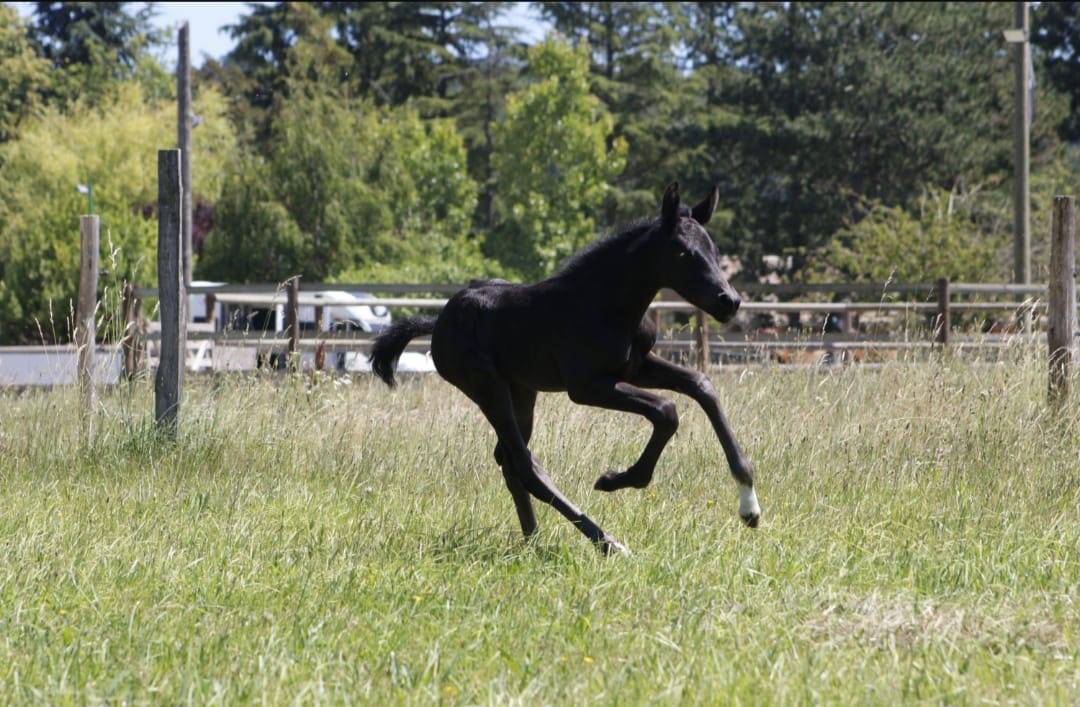 Puledra CDF - Cavallo da dressage francese In vendita 2026 Nero
