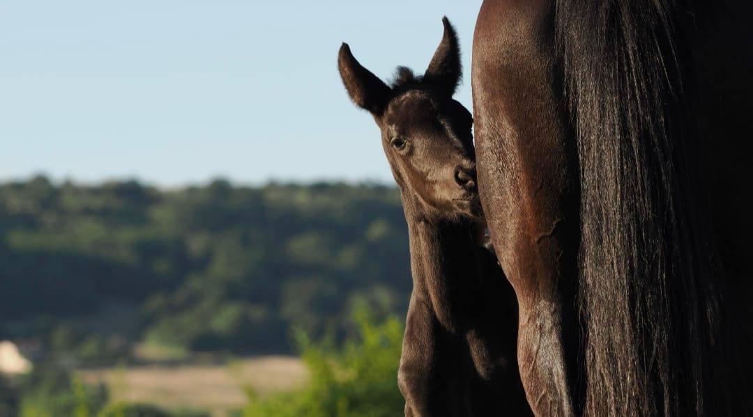 Puledra CDF - Cavallo da dressage francese In vendita 2026 Nero