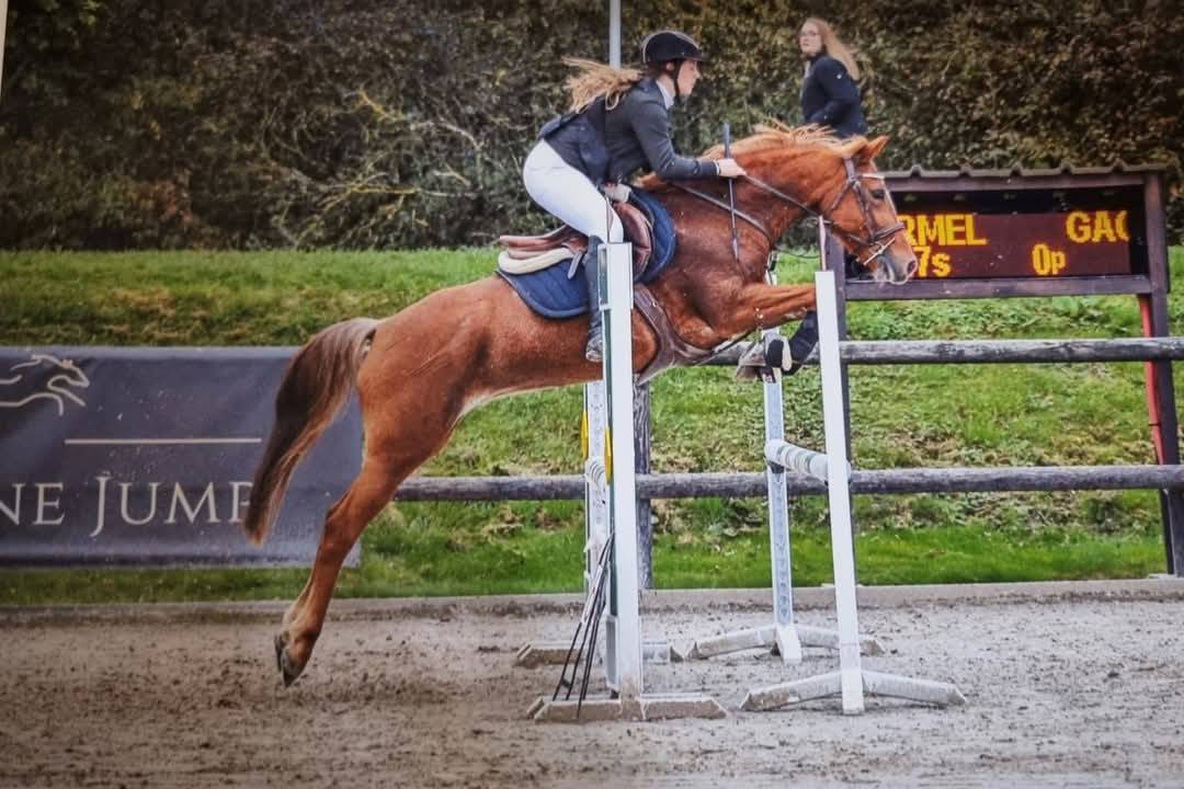 Cavalla New Forest In vendita 2016 Sauro ,  Balentino de la Treille
