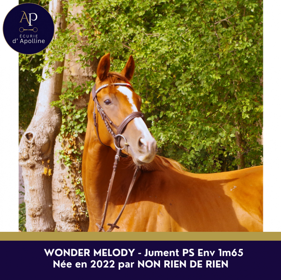 Cavalla Purosangue Inglese In vendita 2022 Sauro