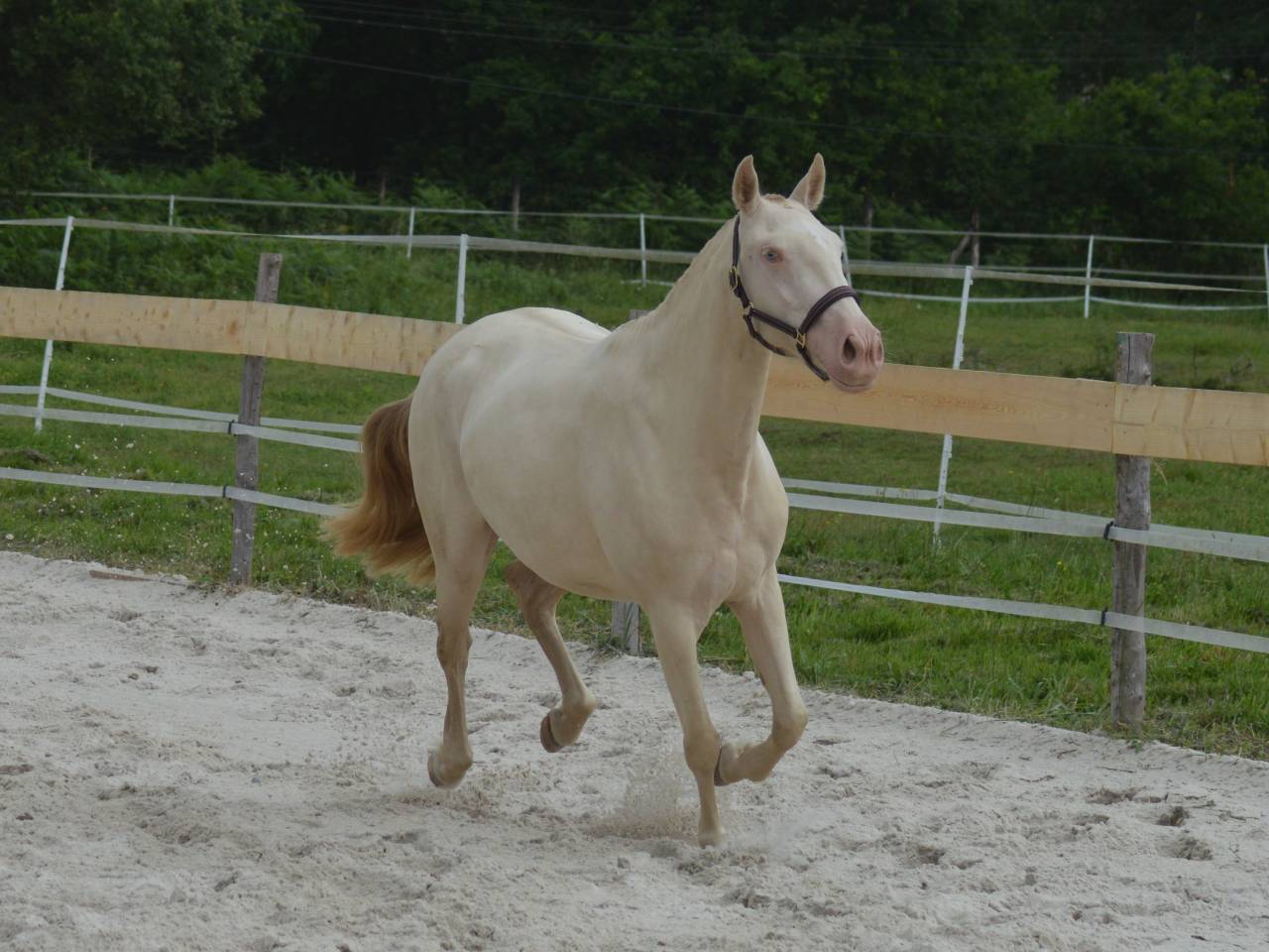 Cavalla Lusitano In vendita 2022 Perlino ,  ESPIRITO DA MATA
