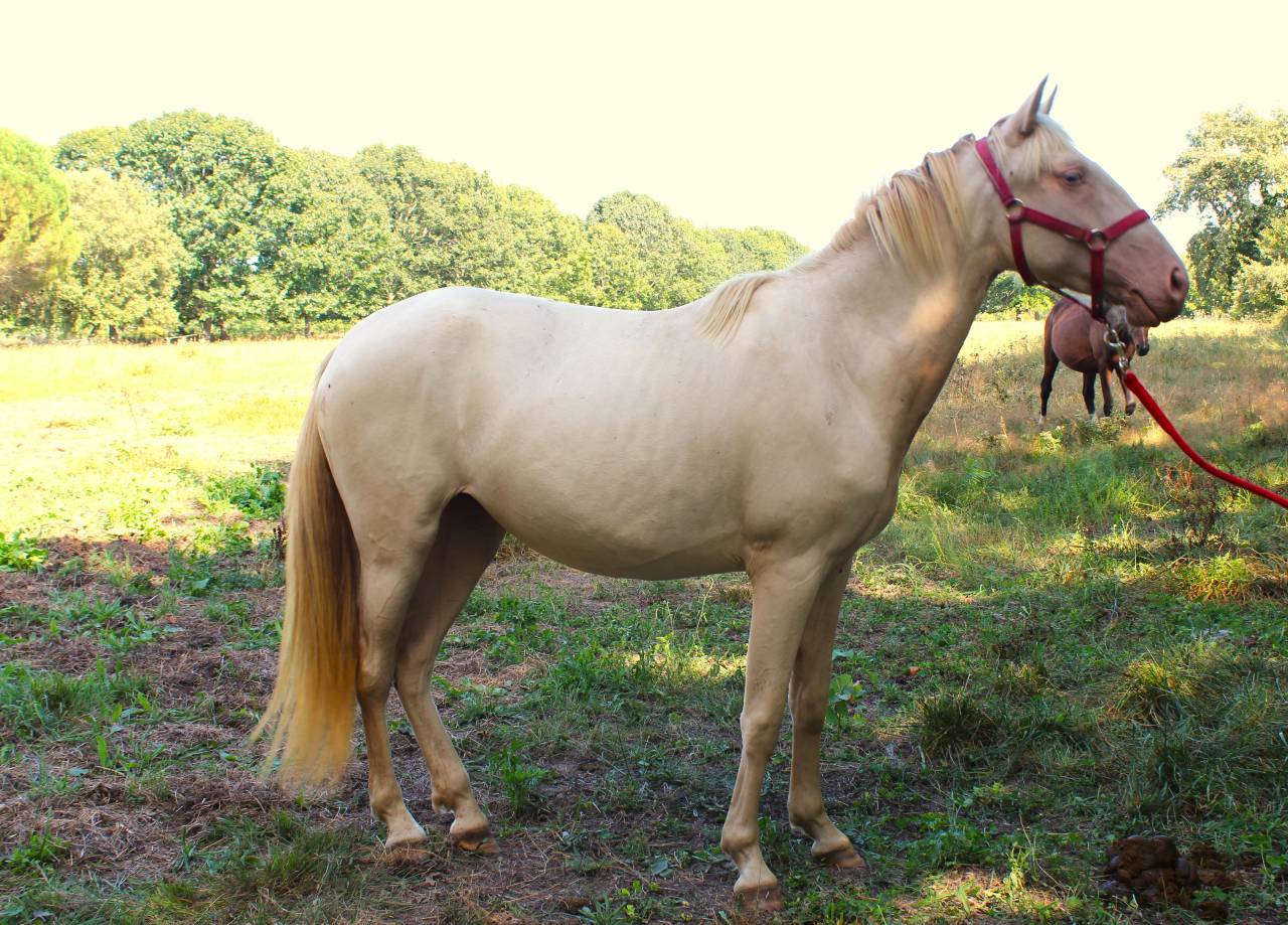 Cavalla Lusitano In vendita 2022 Perlino ,  ESPIRITO DA MATA
