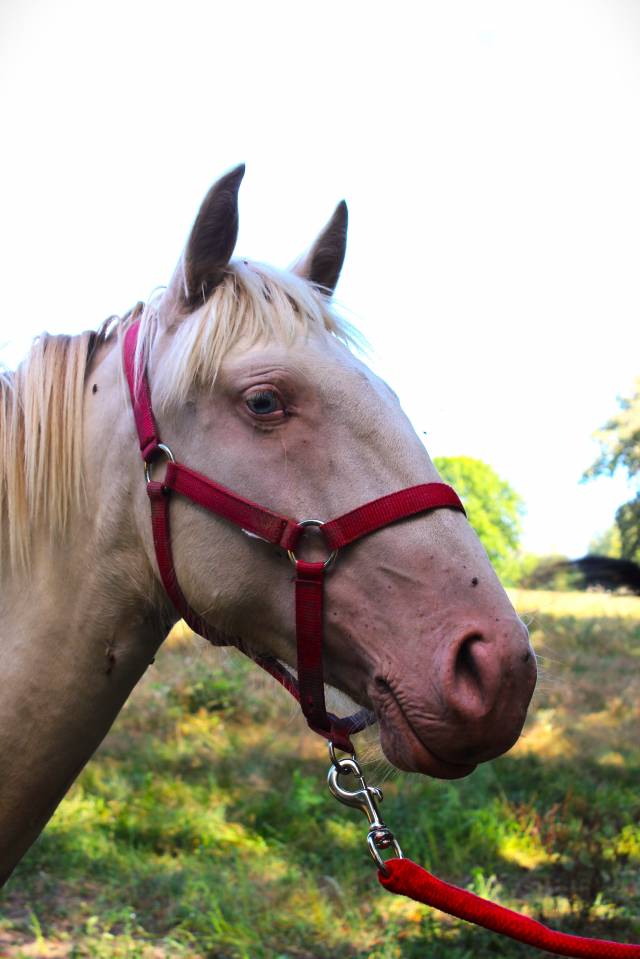 Cavalla Lusitano In vendita 2022 Perlino ,  ESPIRITO DA MATA