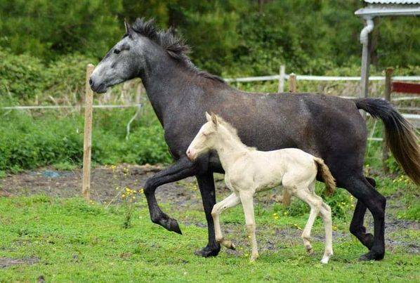 Cavalla Lusitano In vendita 2022 Perlino ,  ESPIRITO DA MATA