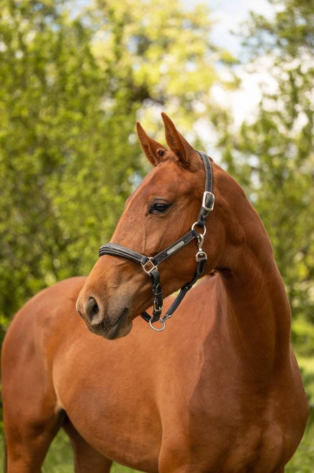 Cavalla BWP Cavallo da Sangue Belgio In vendita 2024 Sauro