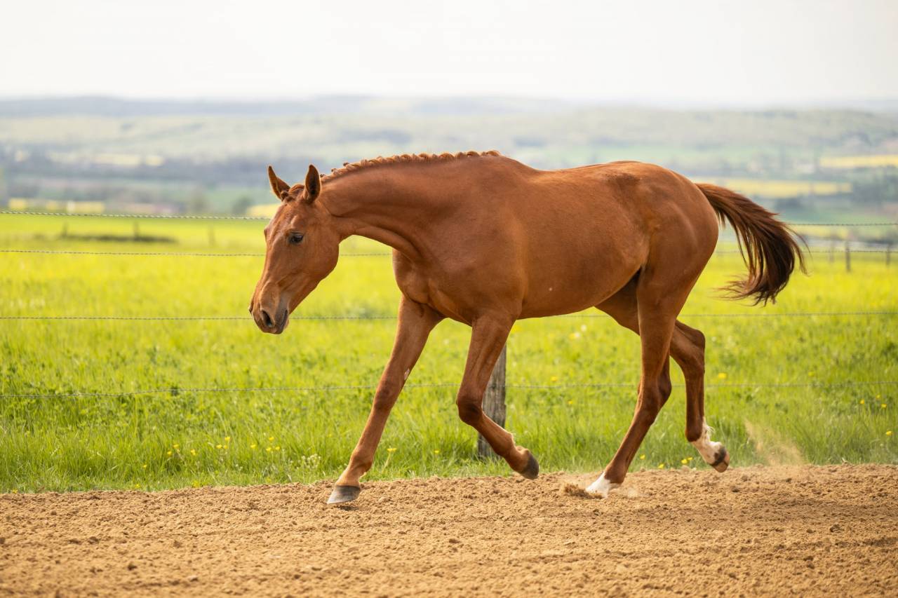 Cavalla BWP Cavallo da Sangue Belgio In vendita 2024 Sauro