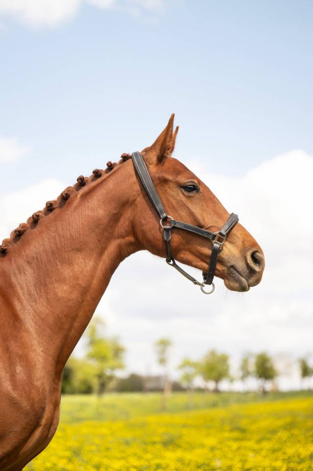 Cavalla BWP Cavallo da Sangue Belgio In vendita 2024 Sauro