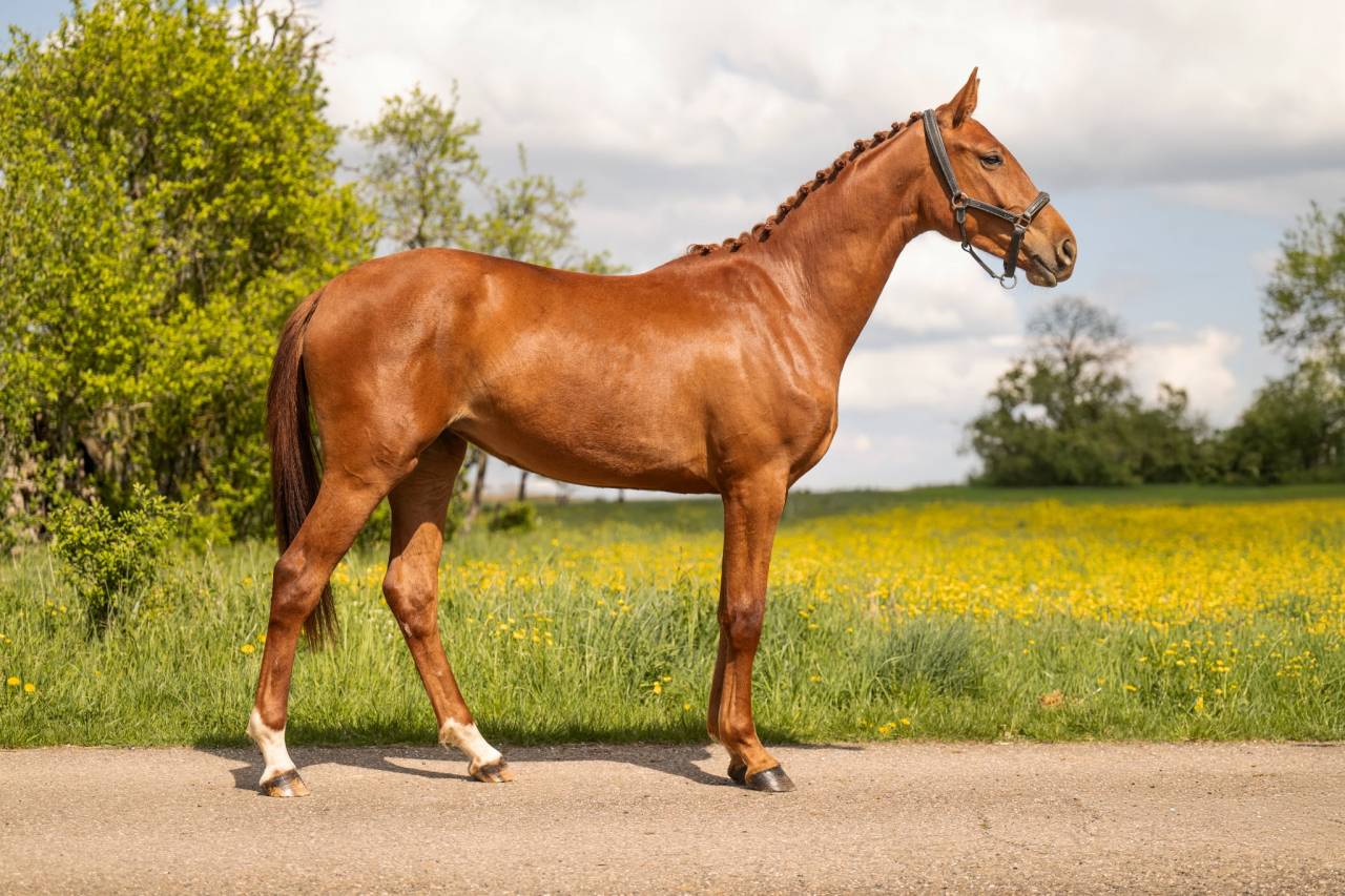 Cavalla BWP Cavallo da Sangue Belgio In vendita 2024 Sauro