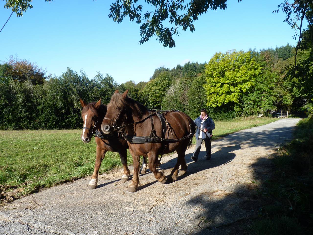 Cavalla Tiro Breton In vendita 2017 Sauro brul&eacute;