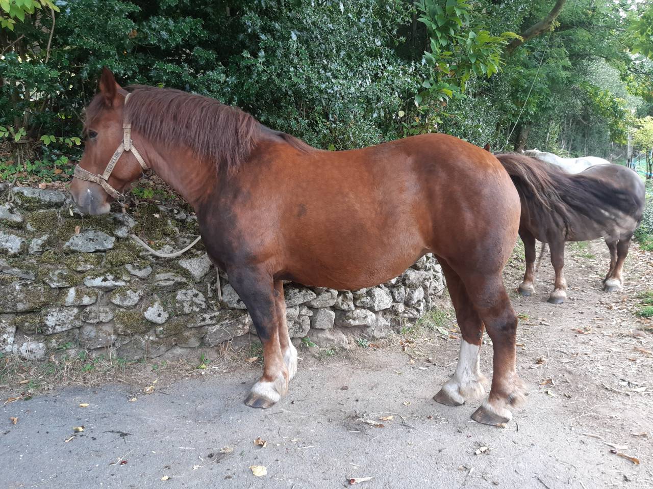 Cavalla Tiro Breton In vendita 2017 Sauro brul&eacute;