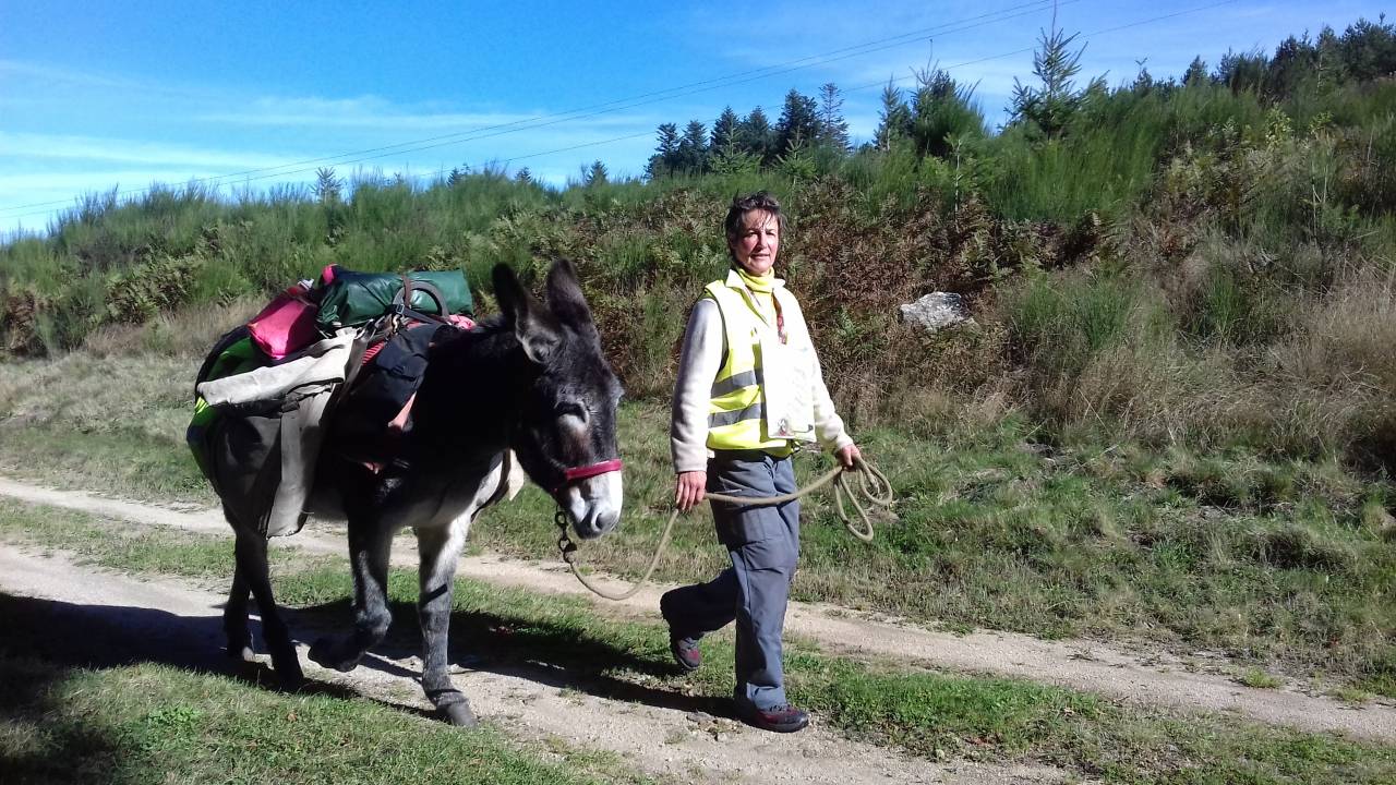 Asno Altre Razze di Asini In vendita 2016 Nero
