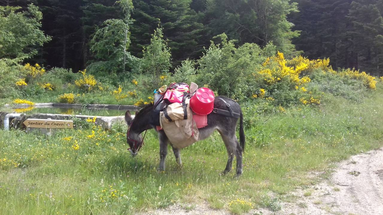 Asno Altre Razze di Asini In vendita 2016 Nero