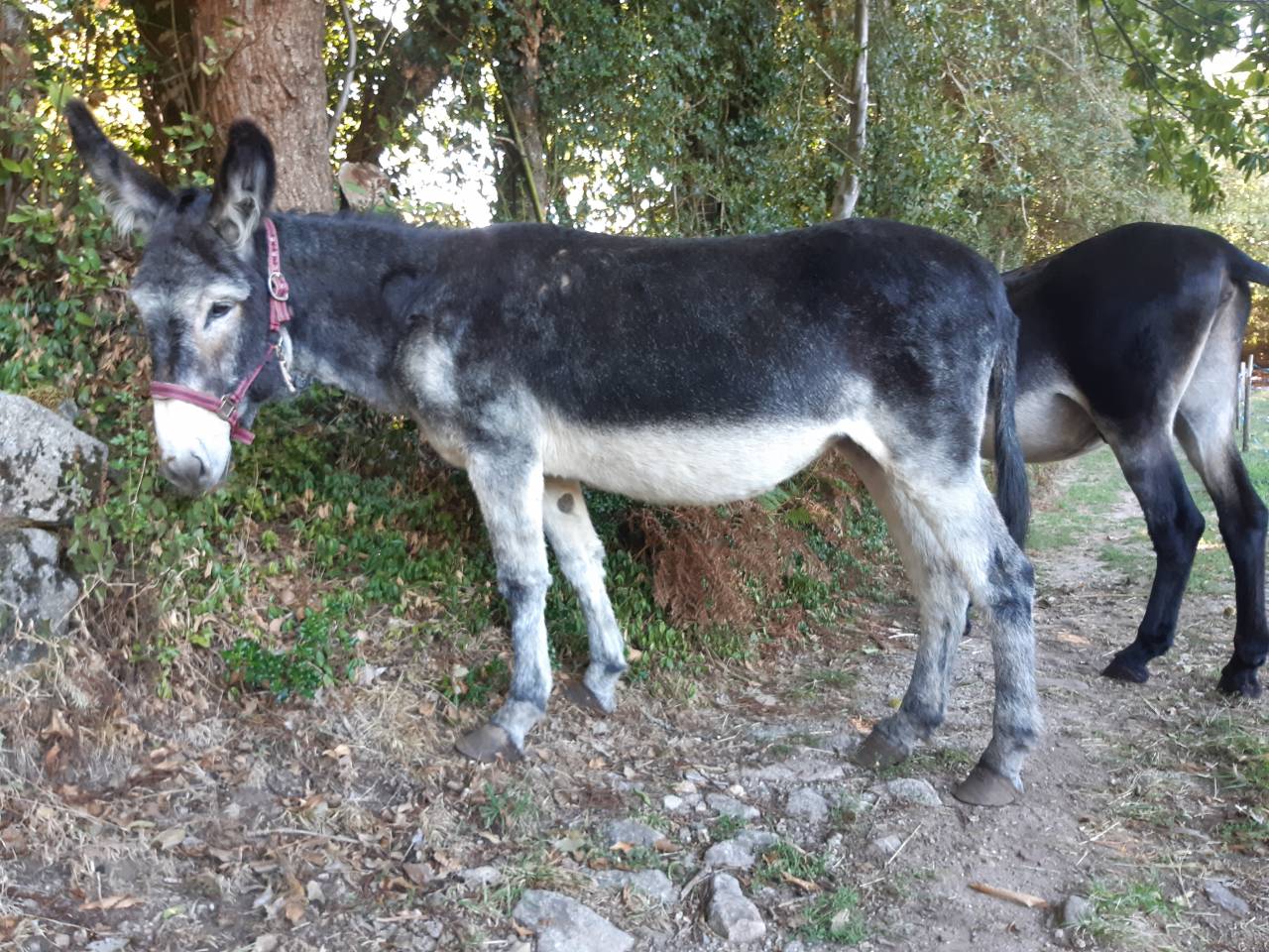 Asno Altre Razze di Asini In vendita 2016 Nero