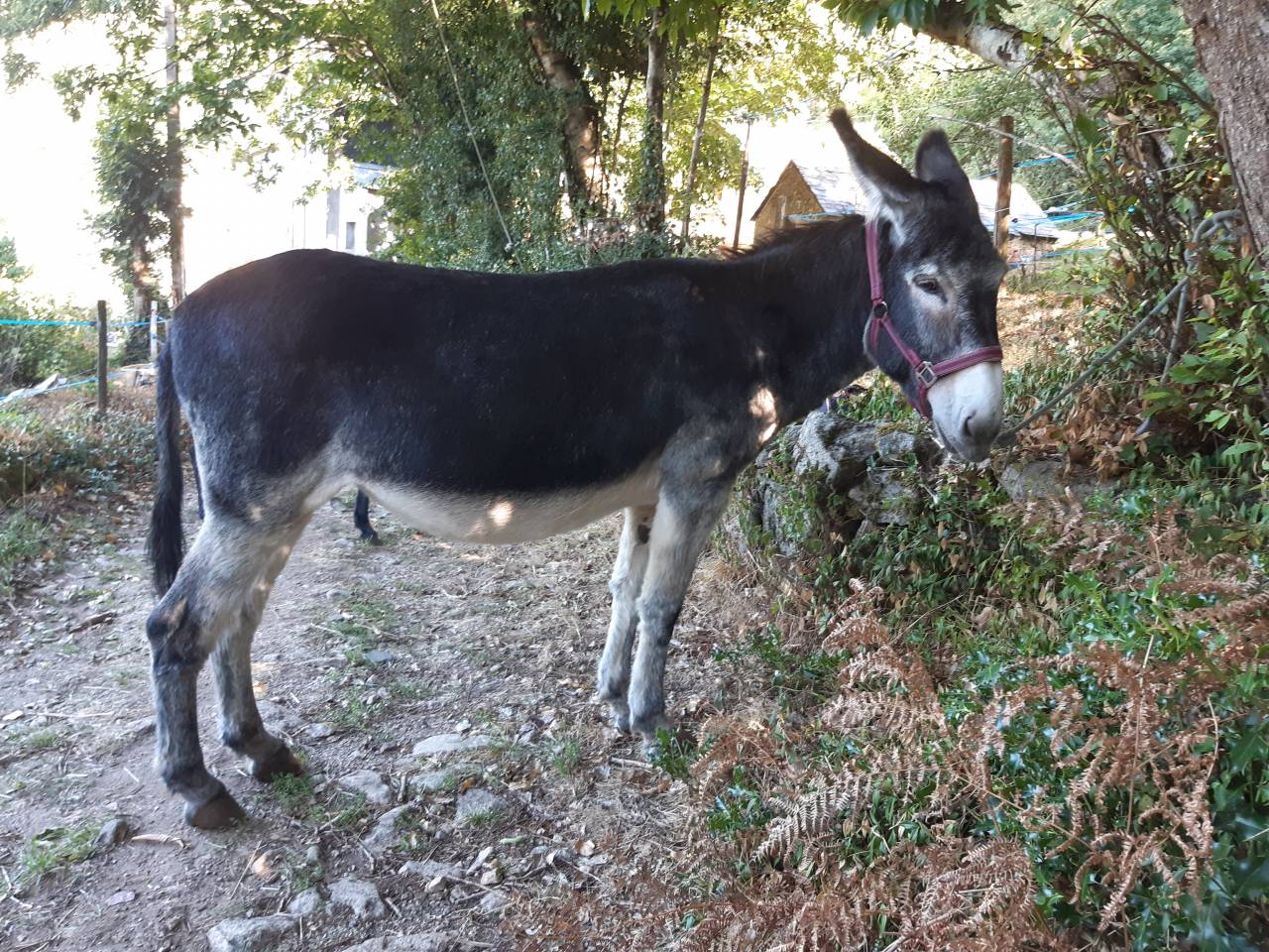 Asno Altre Razze di Asini In vendita 2016 Nero