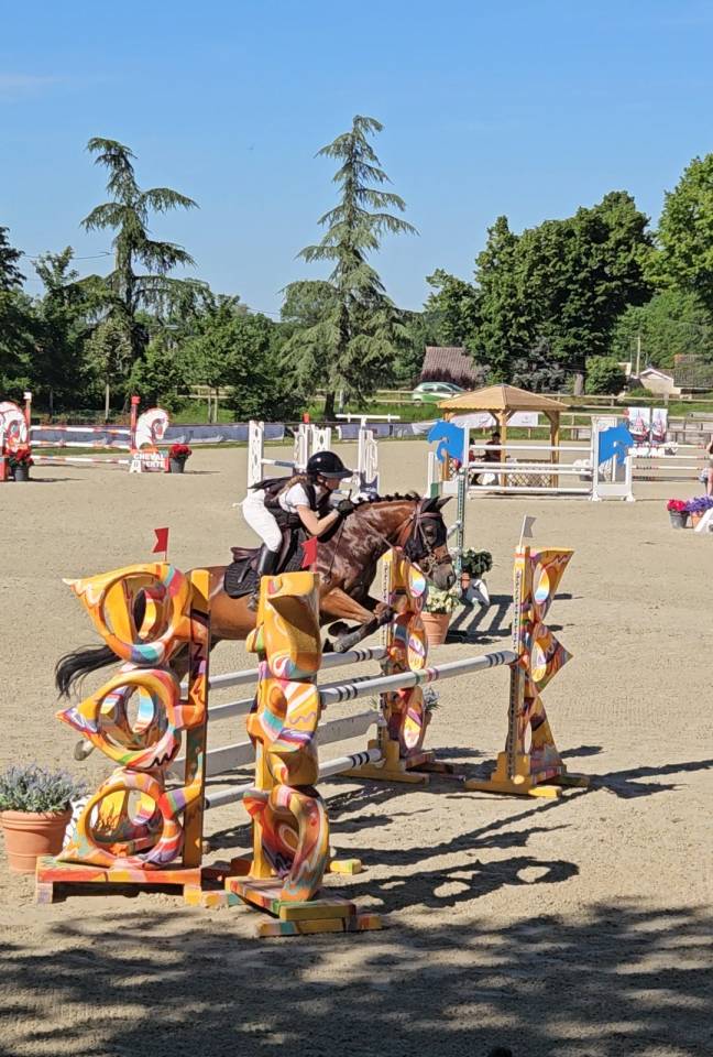 Castrone PFS Pony Francese da Sella In vendita 2017 Baio ,  Lennicha de Florys