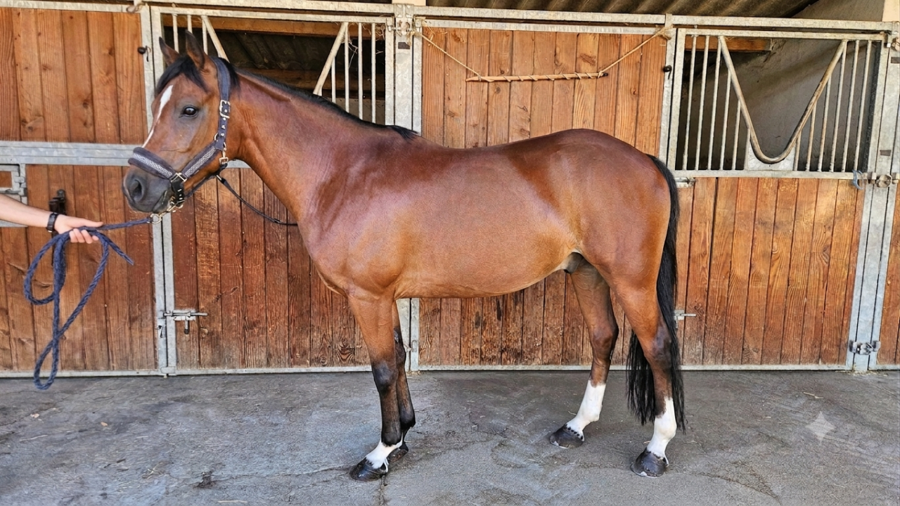 Castrone PFS Pony Francese da Sella In vendita 2017 Baio ,  Lennicha de Florys