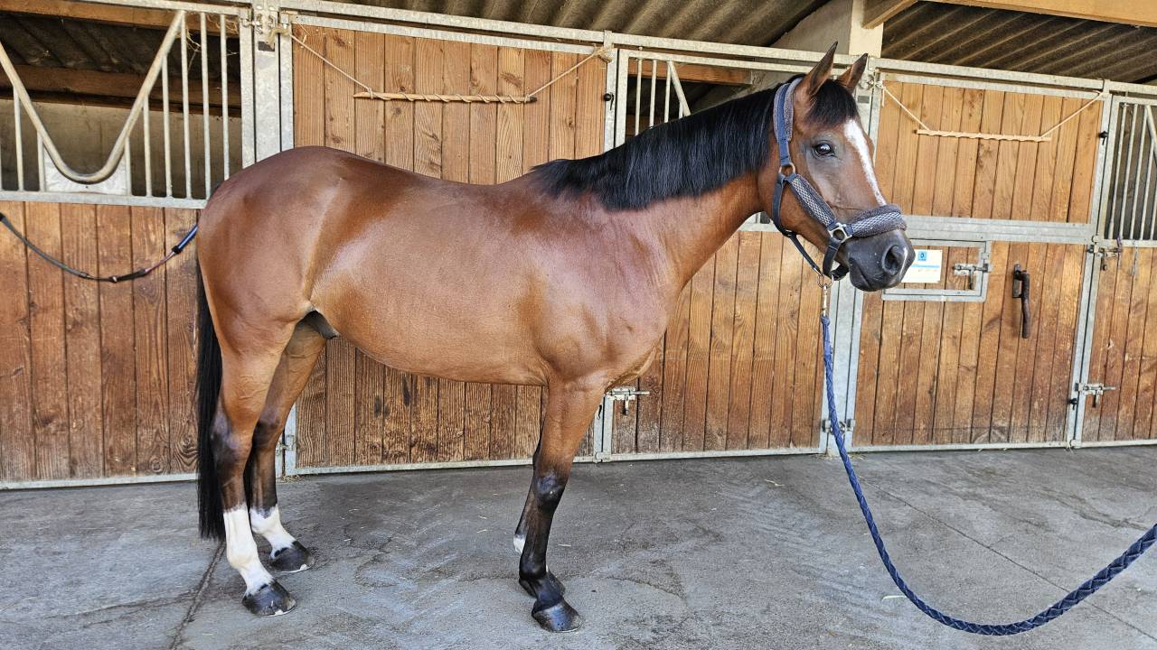 Castrone PFS Pony Francese da Sella In vendita 2017 Baio ,  Lennicha de Florys