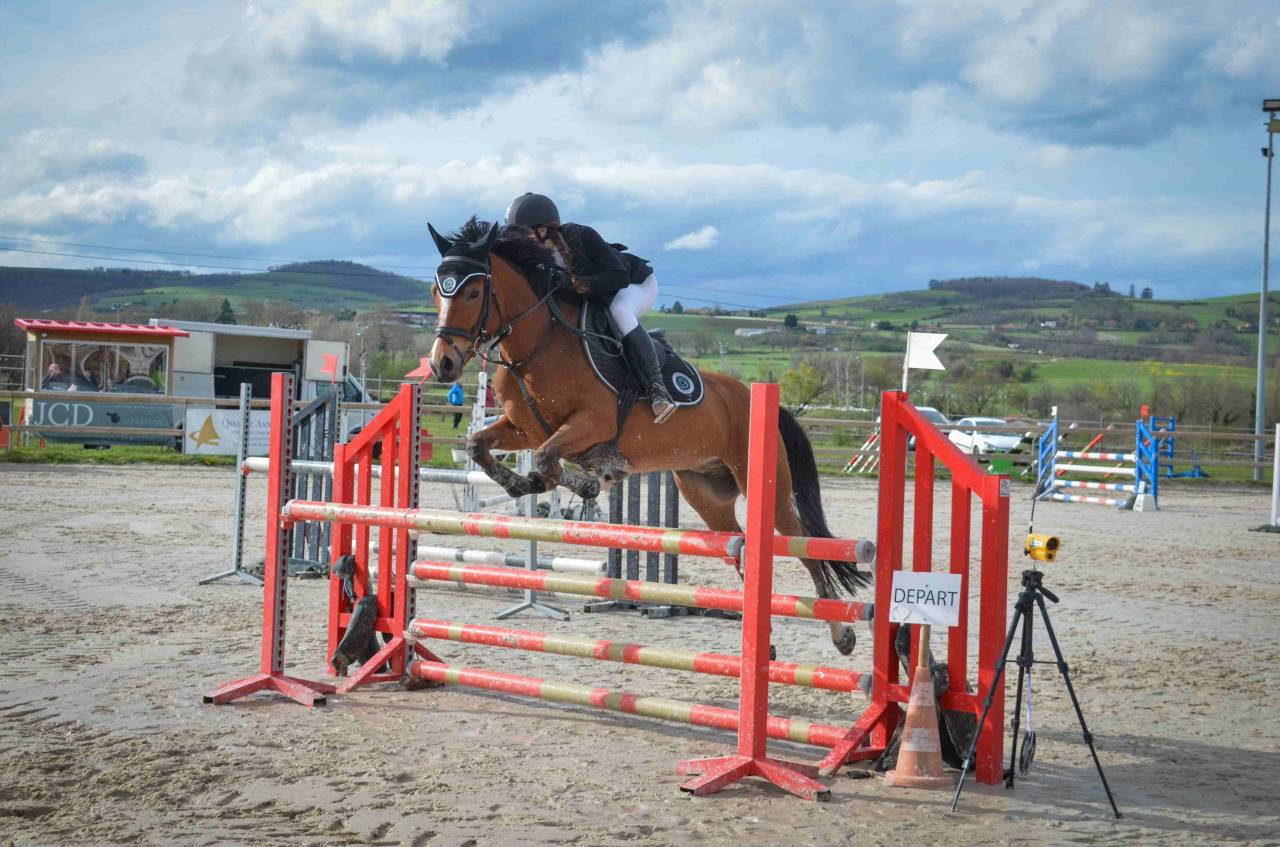 Castrone PFS Pony Francese da Sella In vendita 2017 Baio ,  Lennicha de Florys