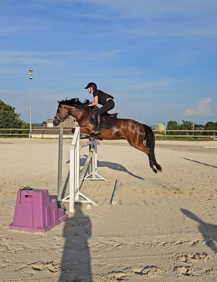 Castrone PFS Pony Francese da Sella In vendita 2017 Baio ,  Lennicha de Florys