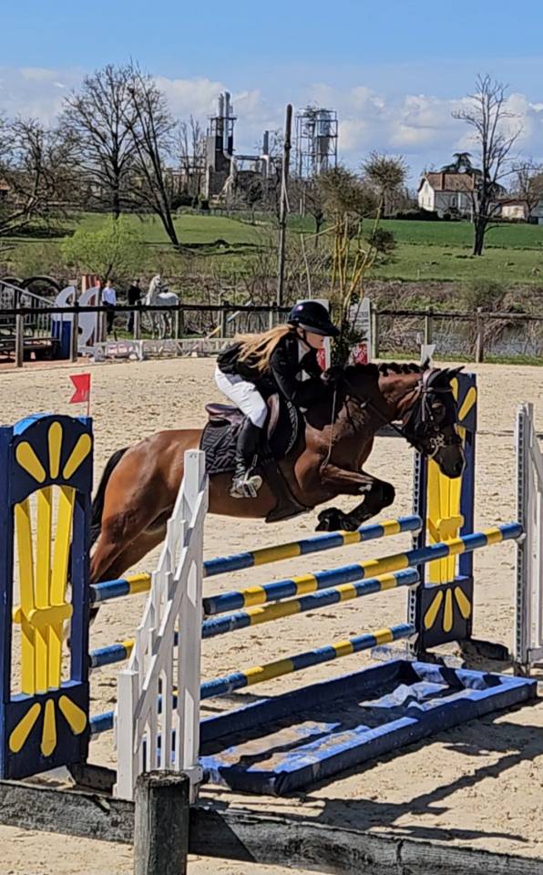 Castrone PFS Pony Francese da Sella In vendita 2017 Baio ,  Lennicha de Florys