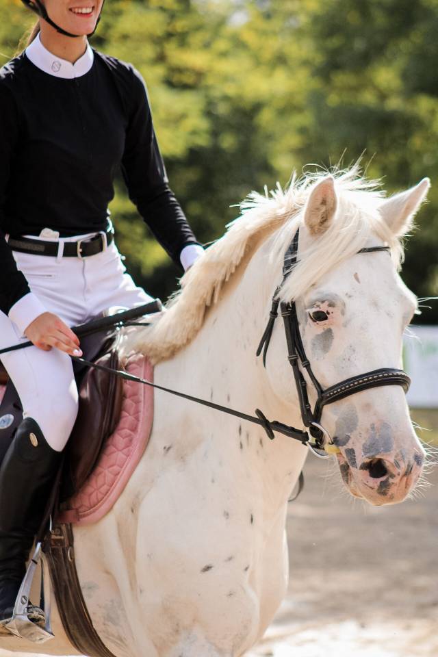 Castrone Connemara In vendita 2022 Appaloosa