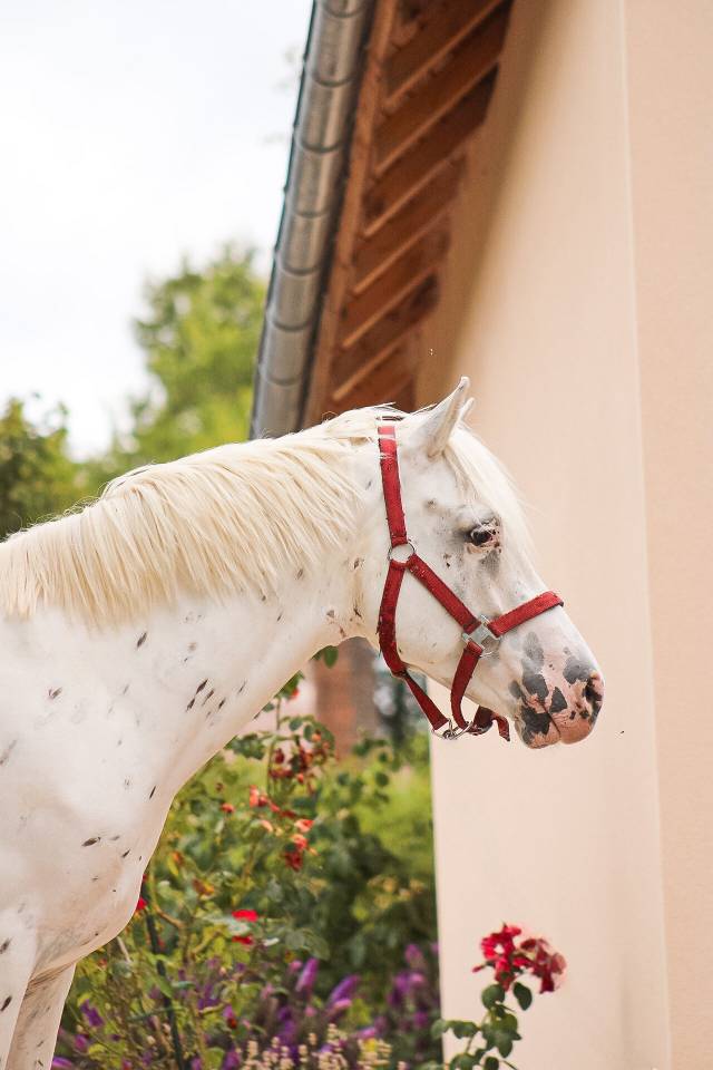 Castrone Connemara In vendita 2022 Appaloosa