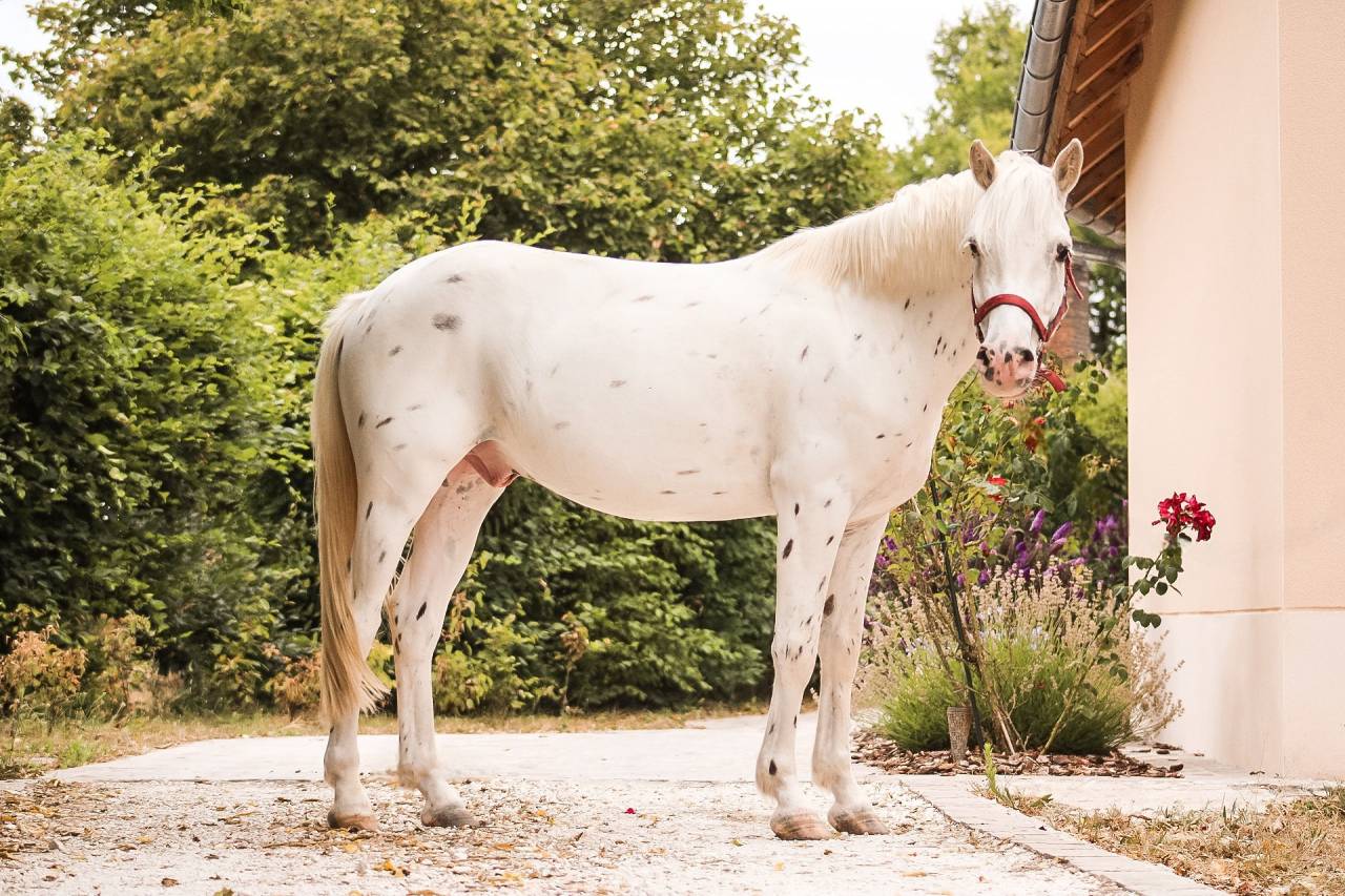 Castrone Connemara In vendita 2022 Appaloosa