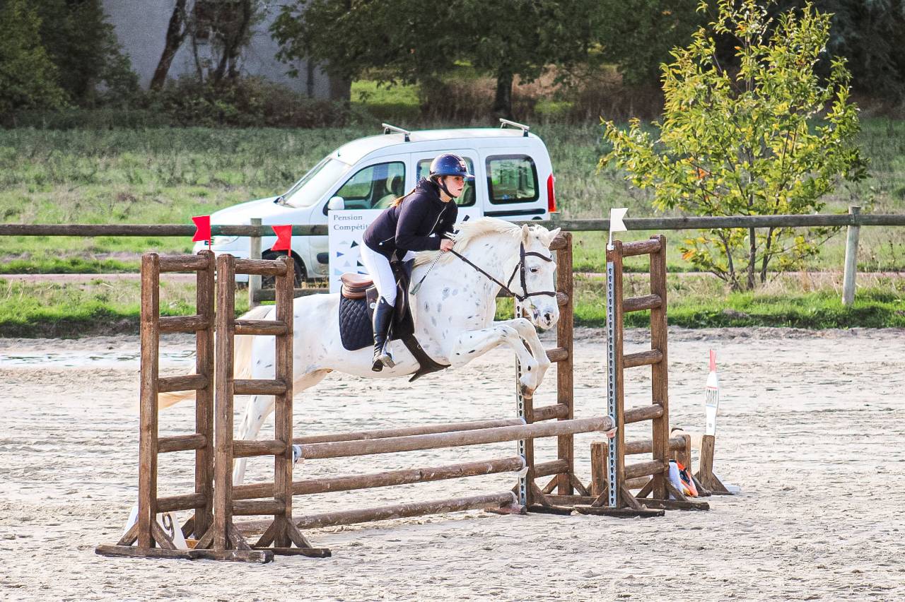 Castrone Connemara In vendita 2022 Appaloosa