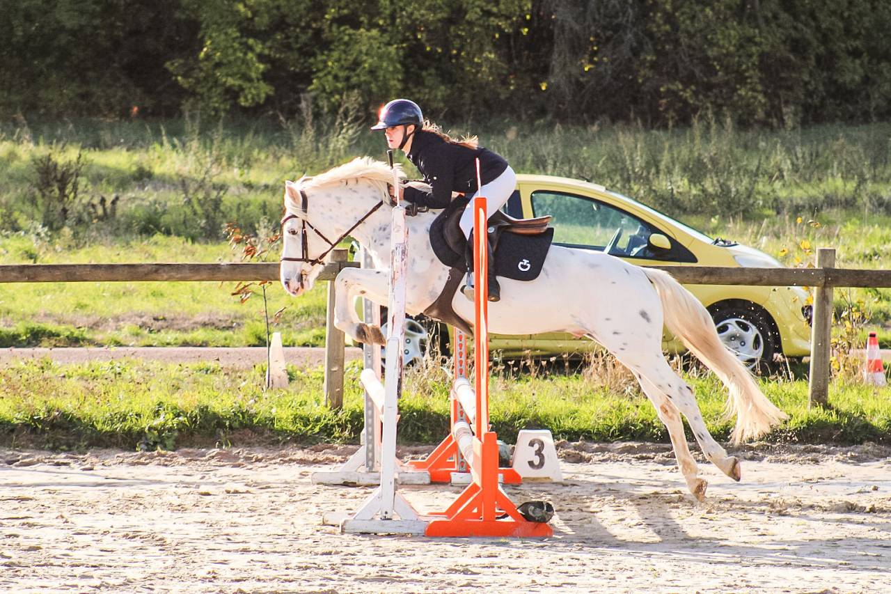 Castrone Connemara In vendita 2022 Appaloosa